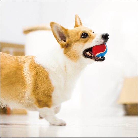 ギグウィテニスボール