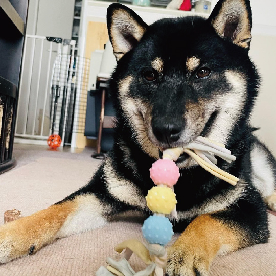 ミルキーティーザー トリプルボール