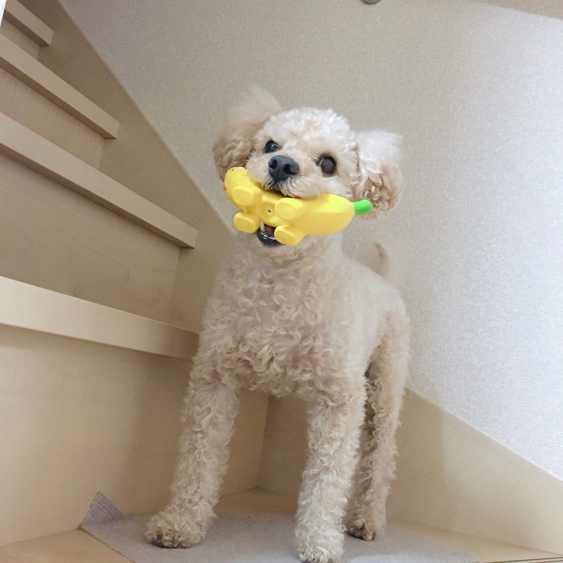 バナナドッグ