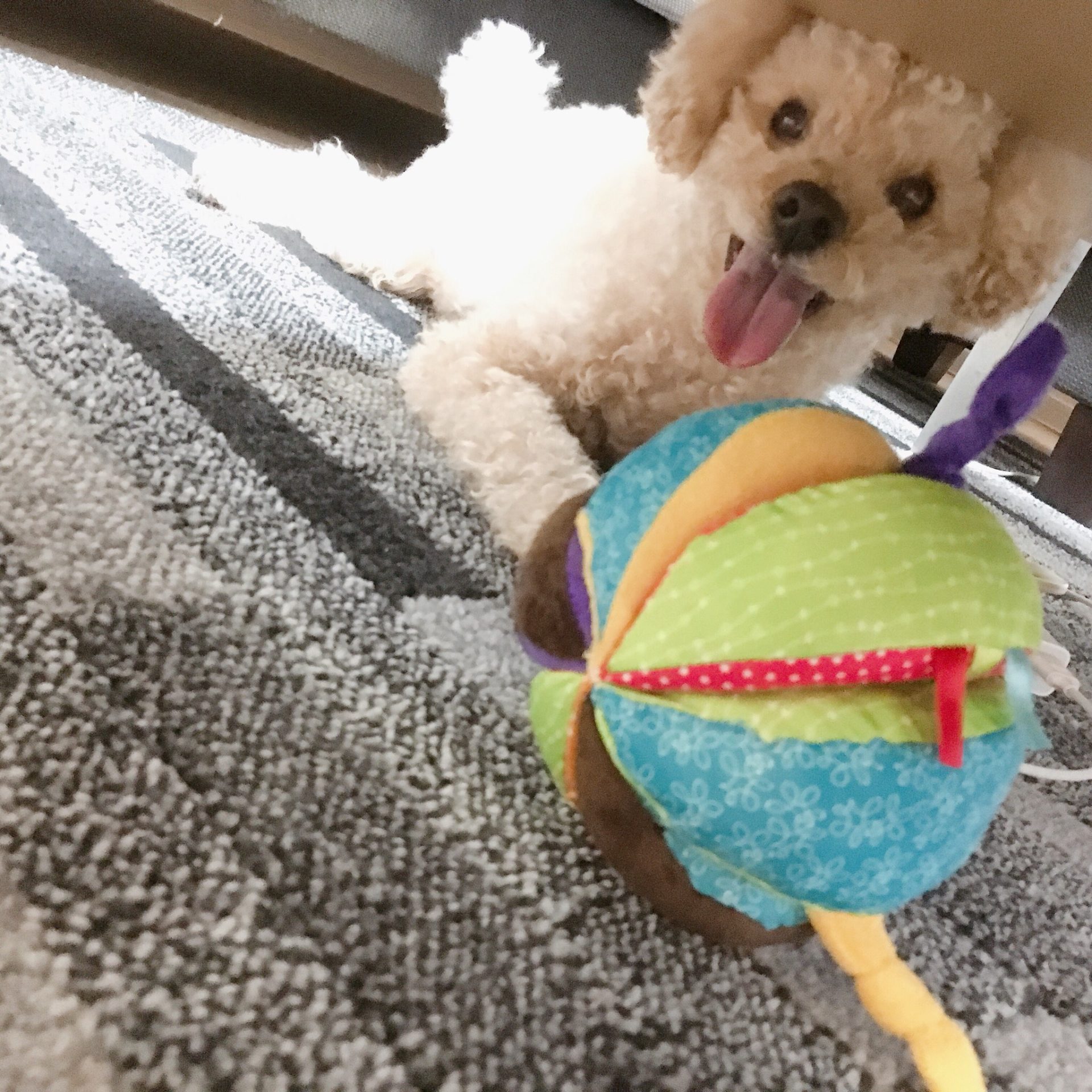 サーカスボール