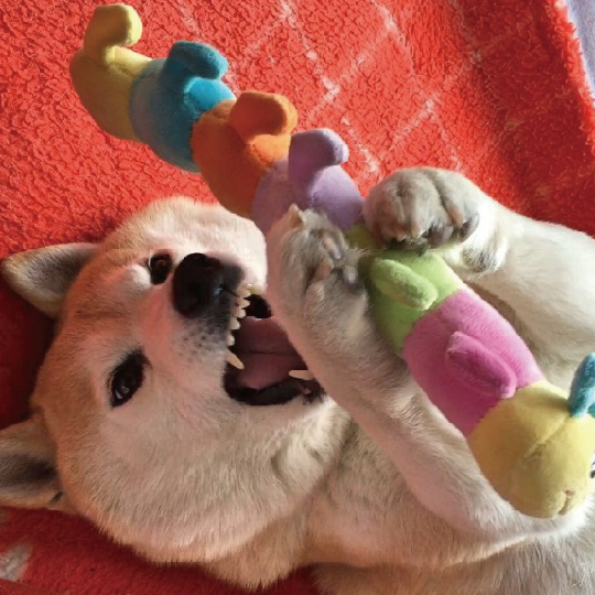 キャタピーＪｒ．