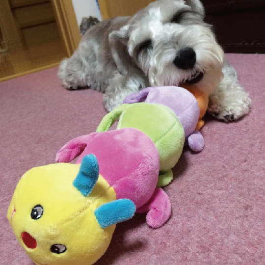 キャタピー