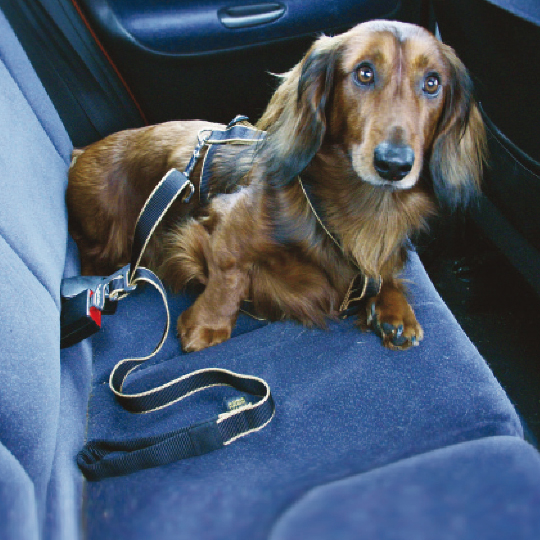 セキュリティクリップ　犬用シートベルト