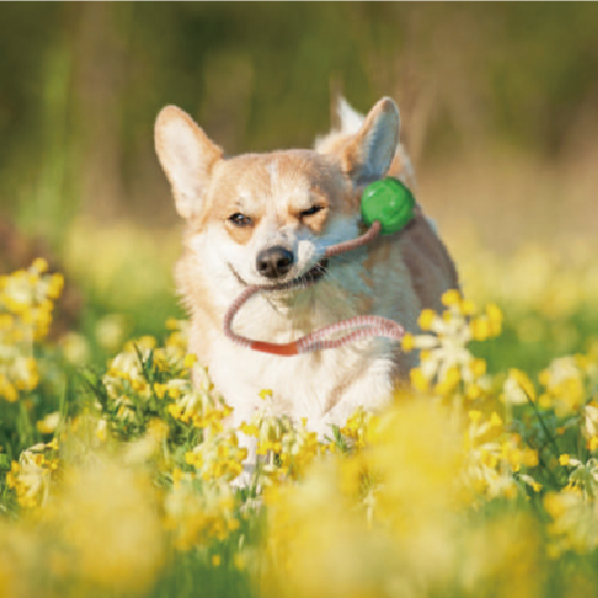 K-9 ボール