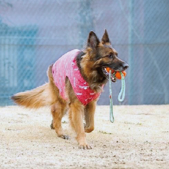 K-9 ボール
