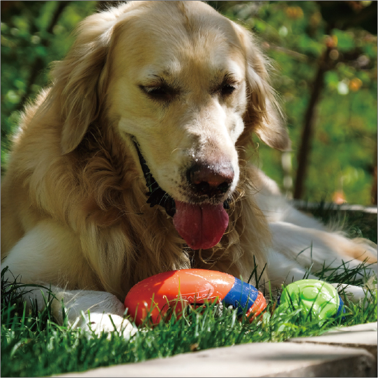 ジョイサーラグビーボール