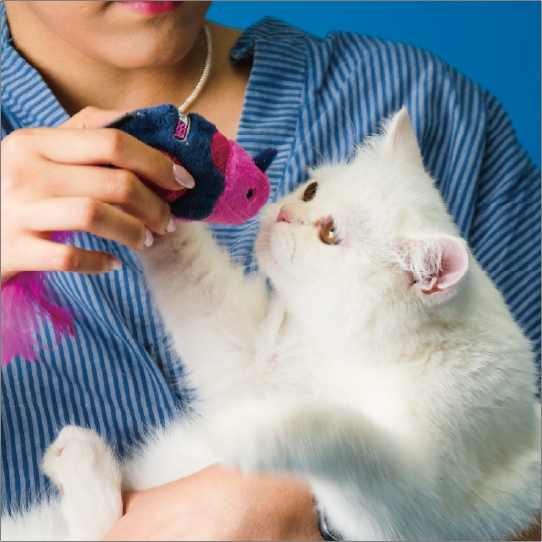 サウンドチップバード