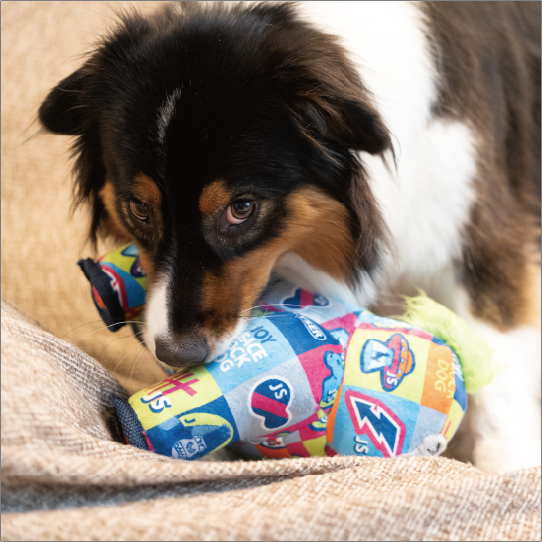 シグニチャーコング