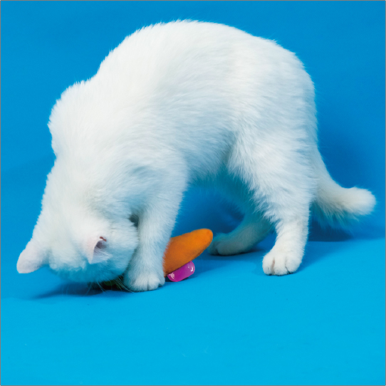 キティーズエコベジー