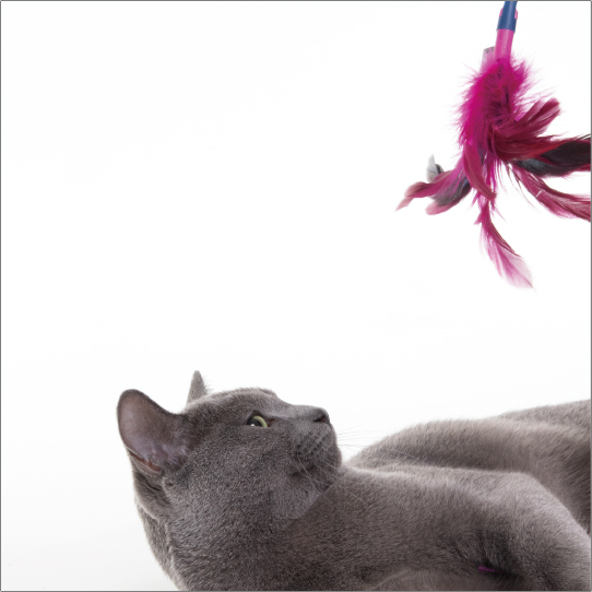 フェザーワンド