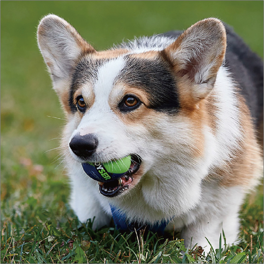 ジョイサーボール