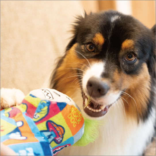 シグニチャーコング