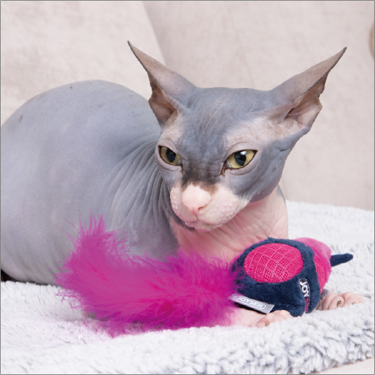 サウンドチップバード