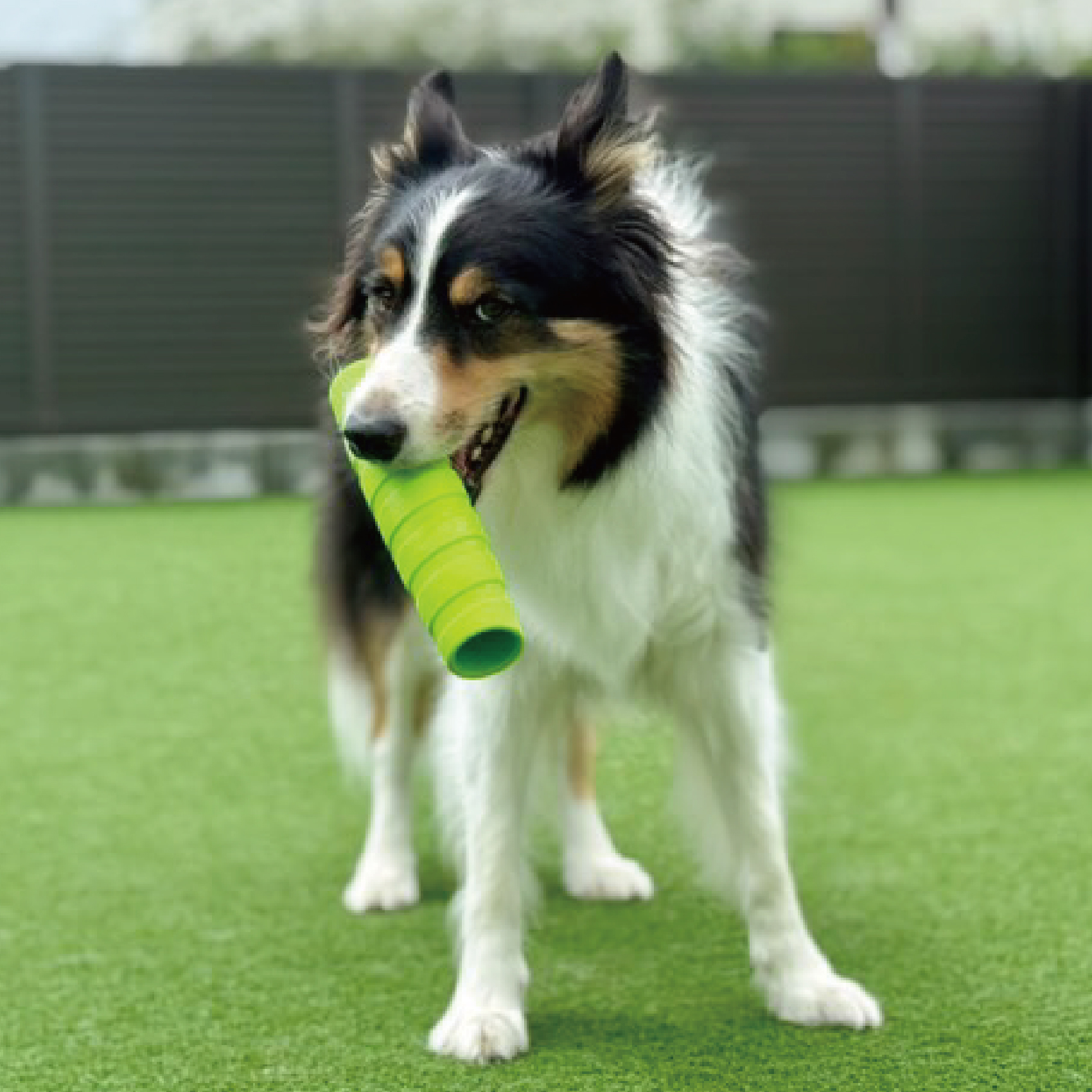 ホールスティック