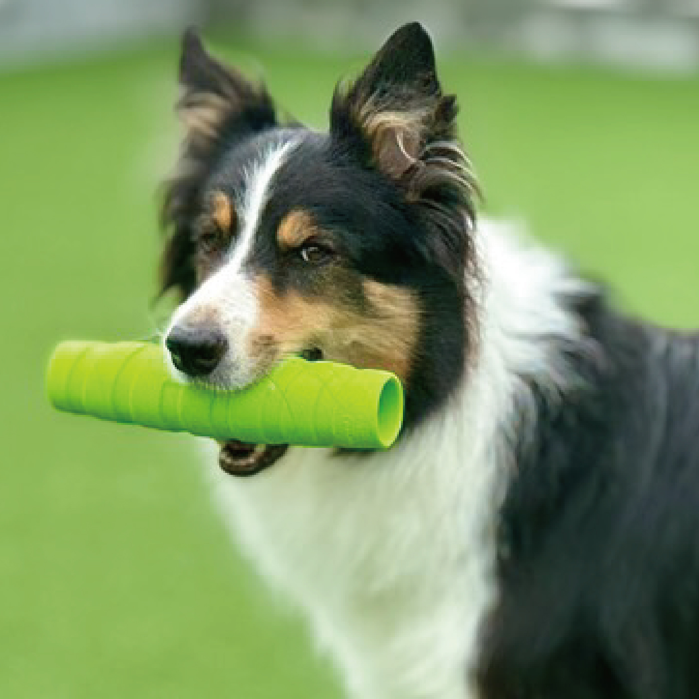 ホールスティック