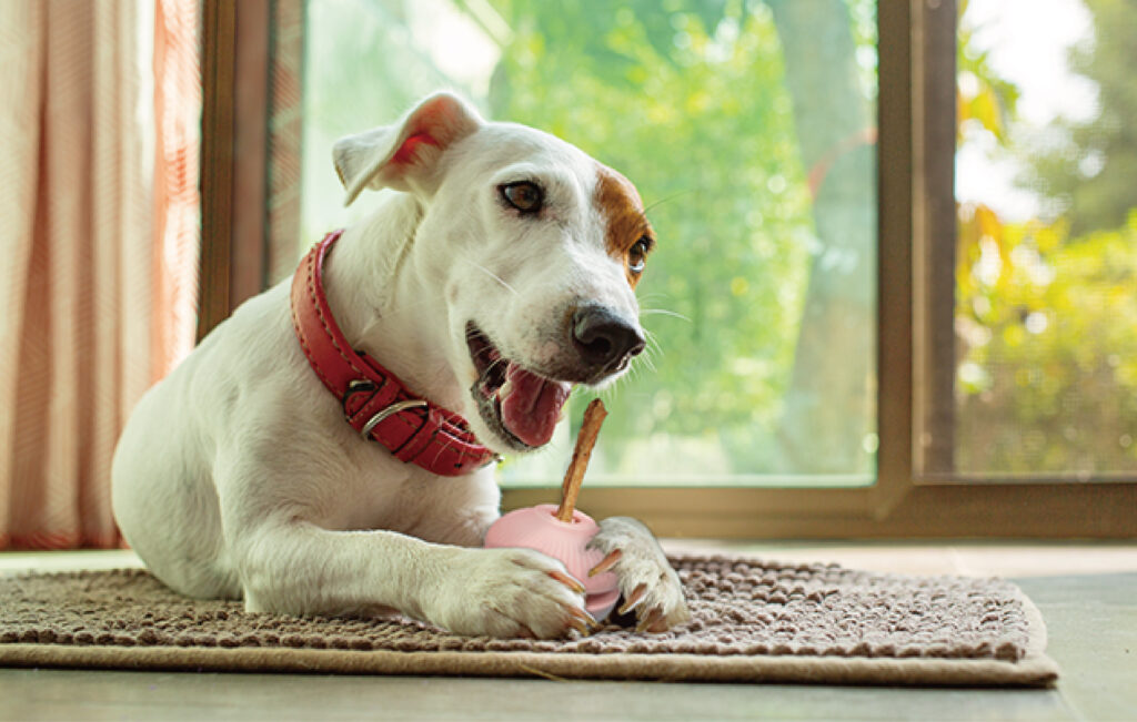 新商品”camucoトリーツホルダー”が登場!