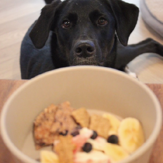 プランタボウル