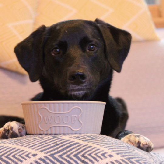 プランタボウル