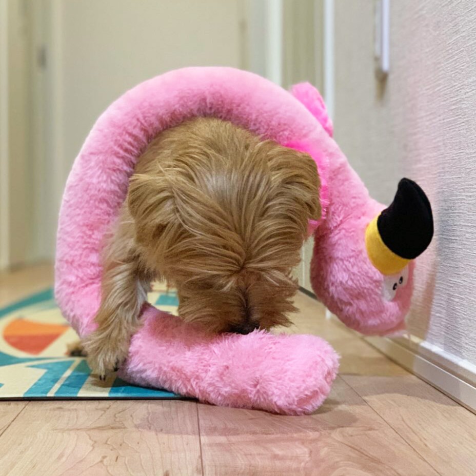 ノッピー