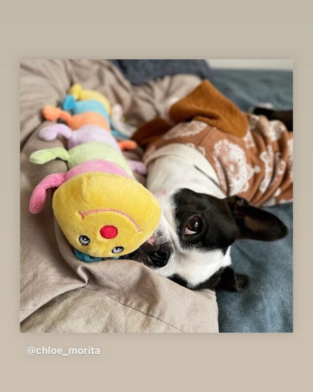 .
こんにちは、プラッツです🐾
.
本日ご紹介させて頂くのはこちらのわんちゃんの投稿🐶
.
ボストンテリアのクロエちゃんです🐼
.
クリスマスプレゼント🎁でお迎えしたキャタピーとすっかり仲良しなクロエちゃん🐶🐛
.
キャタピーの耳やしっぽ部分をかみかみするのがとくにお気に入りだそうです…💭
.
オーナー様との引っ張りっこ遊びにも活躍中とのこと🐛キャタピーをくわえて遊ぼう！とお誘いを受けるそうです🥰
.
オーナー様、素敵なお写真を投稿してくださりありがとうございます🕊また是非シェアさせてください🙇‍
.
皆様の投稿もお待ちしております🐕🐈
.
お写真や動画を投稿される際は、『プラッツphoto』のハッシュタグをつけてください🌟
.

#プラッツ#プラッツ商品紹介#platz#ペット用品#犬#わんこ#ペット#ボストンテリア#キャタピー#キャタピーjr#愛犬#いぬのいる生活#犬のいる暮らし#いぬすたぐらむ#dog#ふわもこ部#いぬのきもち#dogstagram#petstagram#いぬのおもちゃ#犬のおもちゃ#puppy#犬バカ部#dogoftheday#doglover