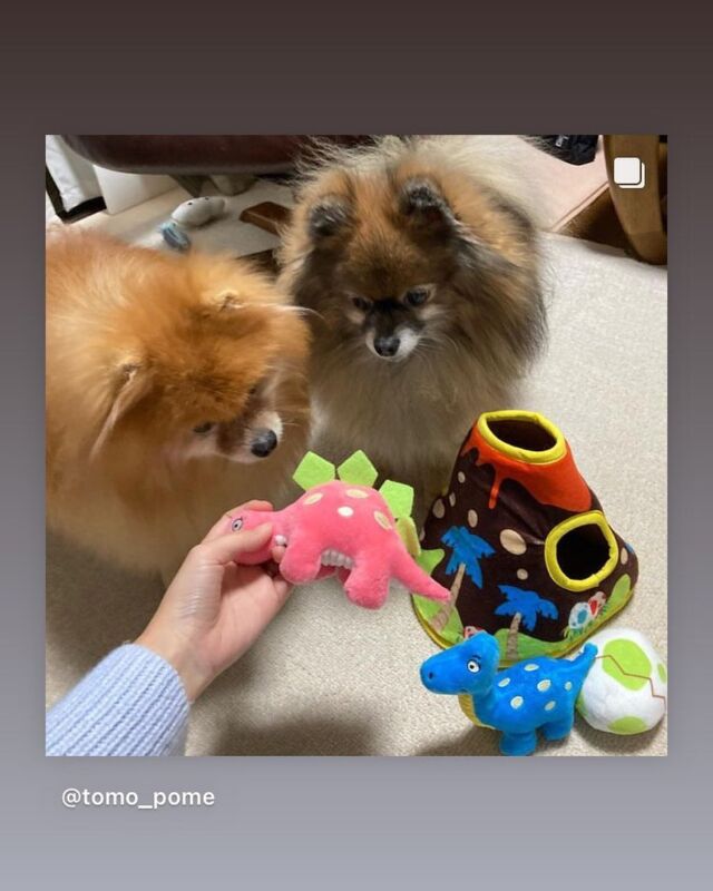 .
こんにちは、プラッツです🐾
.
ハッシュタグ、プラッツphotoで募集しているお写真のご紹介です✨
.
本日ご紹介させて頂くのはこちらのわんちゃんたちの投稿🐾
.
ポメラニアンのクランちゃんとシアンちゃんです🐶🐶
.
ふたりが遊んでくれているのは『GiGwi ハイドアンドシークのダイナソーワールド🦖🗻』！
.
ハイドアンドシークは、穴の中にミニトーイを隠して遊べる知育トーイ✨コミュニケーションを取りながら遊ぶことでよりわんちゃんと信頼関係を築くことが出来ます🎉
.
誕生日プレゼント🎁に大喜びなふたり🫶🏻最終的にはシアンちゃんが独り占め…🦕
.
仲良く遊んでくださりありがとうございます🙇‍
.
@tomo_pome
.
オーナー様、素敵なお写真を投稿してくださりありがとうございます🐶
.
皆様のご写真、動画もお待ちしております🌟
.
お写真や動画を投稿される際は、『プラッツphoto』のタグをつけてくださいね❣️
.

#プラッツ#プラッツ商品紹介#platz#ペット用品#ポメラニアン#ハイドアンドシーク#GiGwi#知育トーイ#わんこ#ペット#ぬいぐるみ#愛犬#わんこのいる生活#犬のいる暮らし#いぬすたぐらむ#dog#ふわもこ部#いぬのきもち#dogstagram#petstagram#いぬのおもちゃ#犬のおもちゃ#puppy#犬バカ部#dogoftheday#doglover