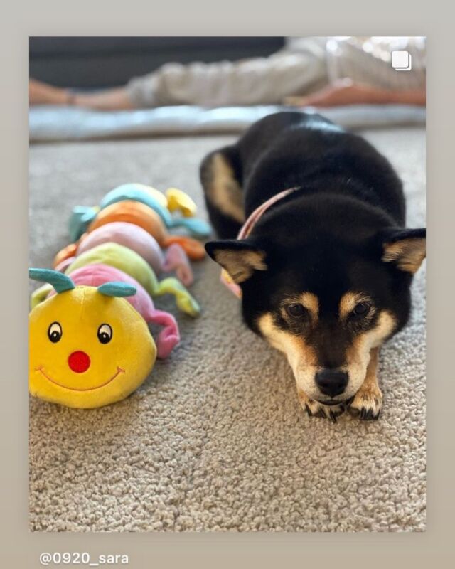 .
こんにちは、プラッツです🐾
.
本日ご紹介させて頂くのはこちらのわんちゃんの投稿🐶
.
柴犬のさらちゃんです🖤
.
さらちゃんが遊んでくれているのは『キャタピーJUMBO🐛』
.
キャタピー史上最大のおおきなキャタピーで、大きさはなんと全長68cm🎉さらちゃんと並ぶとほとんど同じ大きさでした✨
.
キャタピーの真ん中を上手にくわえ、バランスよく運ぶさらちゃんの様子は、是非投稿元で動画でご覧くださいね👀♡
.
しっぽをふりふりしながら楽しそうに遊んでくれています💕仲良くしてくださりありがとうございます🐛♡🐶
.
@0920_sara
.
オーナー様、素敵なお写真や動画を投稿してくださりありがとうございました🕊また是非シェアさせてください🙇‍
.
皆様の投稿もお待ちしております🐕🐈
.
お写真や動画を投稿される際は、『プラッツphoto』のハッシュタグをつけてください🌟
.

#プラッツ#プラッツ商品紹介#platz#ペット用品#犬#わんこ#ペット#柴犬#黒柴#キャタピー#キャタピーjumbo#愛犬#いぬのいる生活#犬のいる暮らし#いぬすたぐらむ#dog#ふわもこ部#いぬのきもち#dogstagram#petstagram#いぬのおもちゃ#犬のおもちゃ#puppy#犬バカ部#dogoftheday#doglover