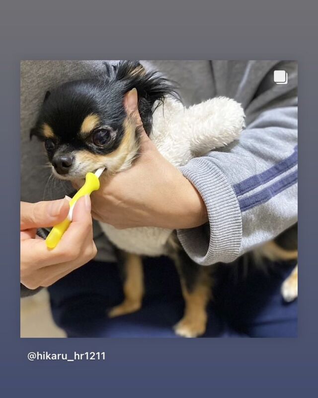 .
こんにちは、プラッツです🐾
.
ハッシュタグ、プラッツphotoで募集しているお写真のご紹介です🌷
.
本日ご紹介させて頂くのはこちらのわんちゃんの投稿🐶
.
チワワのももちゃんです🍑
.
『コスモスラクト デンタルローション ジェルタイプ』を使って歯磨き中のももちゃん🦷🪥
.
デンタルローションは、自分の本来持っている善玉菌を育成し、善玉菌有機の健康な口内環境をサポートする『コスモスラクト』配合のデンタルジェルです✨🥰
.
わんちゃんが好きな甘草の自然な甘さなので、歯磨きが苦手！という子にもおすすめです🫢(歯ブラシで磨かなくても、歯と歯茎に直接塗ったり舐めさせても大丈夫です🙆🏻)
.
ももちゃんも、デンタルローションの甘みがお気に入りの様子🍑楽しくデンタルケア出来ますね🫶🏻
.
オーナー様、素敵な写真を投稿してくださりありがとうございました🕊また是非シェアさせてください🙇‍
.
皆様の投稿もお待ちしております🐕🐈
.
お写真や動画を投稿される際は、『プラッツphoto』のハッシュタグをつけてください🌟
.

#プラッツ#プラッツ商品紹介#platz#ペット用品#犬#わんこ#ペット#チワワ#デンタルケア#コスモスラクト#デンタルローション#愛犬#いぬのいる生活#犬のいる暮らし#いぬすたぐらむ#dog#ふわもこ部#いぬのきもち#dogstagram#petstagram#いぬのおもちゃ#犬のおもちゃ#puppy#犬バカ部#dogoftheday#doglover