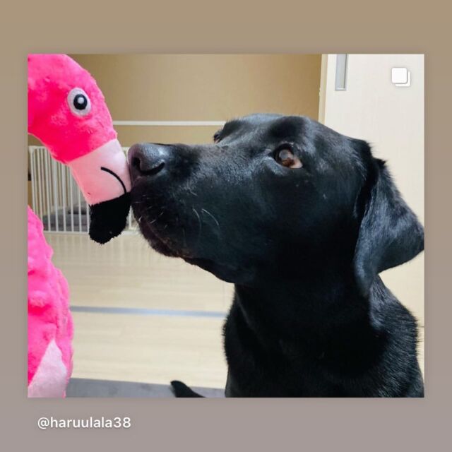 .
こんにちは、プラッツです🐾
.
ハッシュタグ プラッツphotoで募集しているお写真のご紹介です💐
.
本日ご紹介させて頂くのはこちらのわんちゃんの投稿🐶
.
ラブラドールレトリバーのハルちゃんです🐕‍🦺✨
.
ハルちゃんが遊んでくれているのはラブアースのフラミンゴ🦩ペットボトルを再利用して作られた地球にやさしいおもちゃです🌍💫
.
兄弟犬と遊ぶように全身で遊べる大きめサイズなのが魅力的🐕🦩
.
お腹にはピーピー鳴るスクィーカー、羽の部分にはカシャカシャ音が楽しいクリンクル素材入りなので、わんちゃんの興味を惹きつけます🐶
.
ハルちゃんが楽しそうに遊んでいる様子も動画で投稿してくださっているので、是非オーナー様の投稿元でご覧ください👀(カシャカシャ音が特にお気に入りでしょうか？)
.
@haruulala38
.
オーナー様、素敵なお写真や動画を投稿してくださりありがとうございました🐶
.
皆様のご写真、動画もお待ちしております🌟
.
お写真や動画を投稿される際は、『プラッツphoto』のタグをつけてくださいね🎉
.

#プラッツ#プラッツ商品紹介#platz#ペット用品#ラブラドールレトリバー#ラブアース#ラブラドール#犬#わんこ#ペット#ぬいぐるみ#愛犬のいる生活#犬のいる暮らし#いぬすたぐらむ#dog#ふわもこ部#いぬのきもち#dogstagram#petstagram#いぬのおもちゃ#犬のおもちゃ#puppy#犬バカ部#dogoftheday#doglover