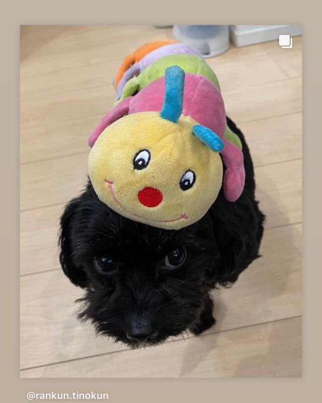 .
こんにちは、プラッツです🐾
.
本日ご紹介させて頂くのはこちらのわんちゃんの投稿🐶
.
チワプーのティノくんです🖤
.
ティノくんが遊んでくれているのは大人気のぬいぐるみトーイ『キャタピー🐛』
.
キャタピーとは長いお付き合いのティノくん🐶たくさん一緒に遊んでくださりありがとうございます🎉
.
ティノくんにおんぶされてご満悦のキャタピー🐛ティノくんと並ぶと、キャタピーがより大きく見えますね👀
.
@rankun.tinokun
.
オーナー様、素敵なお写真を何枚も投稿してくださりありがとうございました🕊
.
また是非シェアさせてください🙇‍
.
皆様の投稿もお待ちしております🐕🐈
.
お写真や動画を投稿される際は、『プラッツphoto』のハッシュタグをつけてください🌟
.

#プラッツ#プラッツ商品紹介#platz#ペット用品#犬#わんこ#ペット#チワプー#キャタピー#キャタピー#愛犬#いぬのいる生活#犬のいる暮らし#いぬすたぐらむ#dog#ふわもこ部#いぬのきもち#dogstagram#petstagram#いぬのおもちゃ#犬のおもちゃ#puppy#犬バカ部#dogoftheday#doglover