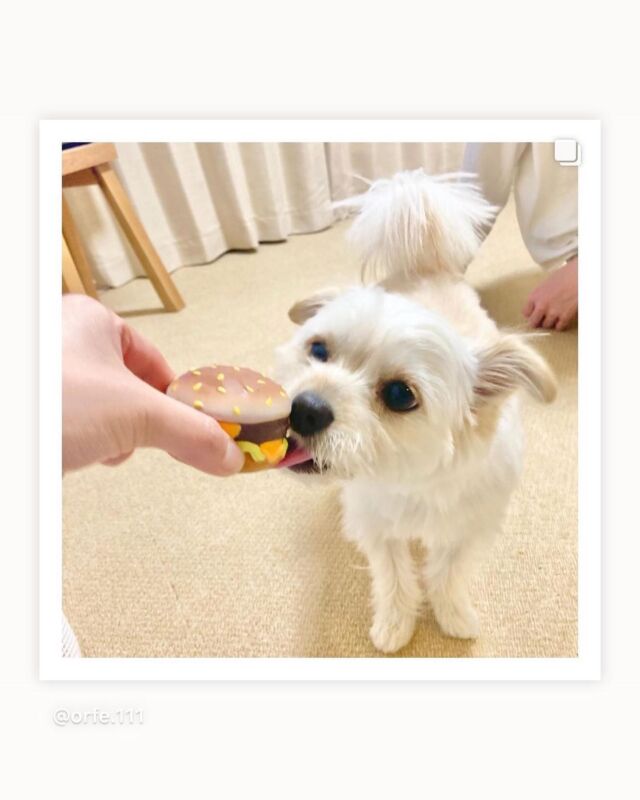 .
こんにちは、プラッツです🐾
.
本日ご紹介させて頂くのはこちらのわんちゃんの投稿🐶
.
チワビションのオルフェくんです💭
.
オルフェくんが遊んでくれているのはユニークなフード型のおもちゃ『テイクアウト！』
.
ファーストフードの代表･ハンバーガー、ポテト、ホットドッグの可愛いわんちゃんサイズです🍔🍟🌭
.
可愛いだけでなく、やわらかく鳴らしやすいのでおもちゃ初心者の子にもおすすめなおもちゃです💡
.
美味しそうなハンバーガーをぺろっとするオルフェくん🍔🐶
.
遊んでいる姿が食べているようにも見えて写真映えもばっちりです🙆‍♀️
.
@orfe.111
.
オーナー様、素敵なお写真を何枚も投稿してくださりありがとうございました🕊
.
また是非シェアさせてください🙇‍
.
皆様の投稿もお待ちしております🐕🐈
.
お写真や動画を投稿される際は、『プラッツphoto』のハッシュタグをつけてください🌟
.

#プラッツ#プラッツ商品紹介#platz#ペット用品#犬#わんこ#ペット#チワワ#ビションフリーゼ#チワビション#テイクアウト#愛犬#いぬのいる生活#犬のいる暮らし#いぬすたぐらむ#dog#ふわもこ部#いぬのきもち#dogstagram#petstagram#いぬのおもちゃ#犬のおもちゃ#puppy#犬バカ部#dogoftheday#doglover