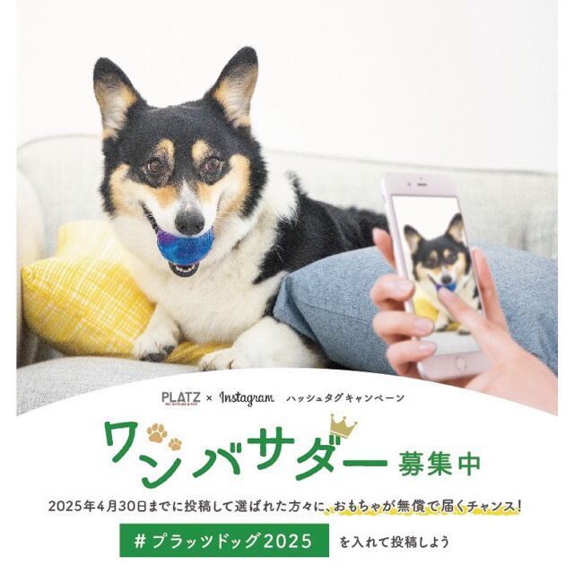 〜✩.*˚おもちゃが無償で届くチャンス!!
あなたの愛犬をプラッツの"ワン"バサダーに！♛︎✩.*˚〜
👑プラッツワンバサダー募集中 ハッシュタグキャンペーン

こんにちは、プラッツです🐾

この度プラッツでは、皆さまに楽しんでいただけるような
新たなキャンペーンを行うことになりました🎉

先日のインターペットでは一足先に告知させて
いただきましたが、改めてお知らせです- ̗̀📣
詳細は投稿画面でもご覧になれます👣

〈応募期間〉
2025年4月4日(金)〜4月30日(水)まで

〈参加方法〉
1️⃣プラッツ商品と愛犬のお写真を撮影📸
(おもちゃ以外の商品でも対象となります✨️)

2️⃣4/30までに#プラッツドッグ2025 のハッシュタグを
つけてInstagramに投稿🤳
※ハッシュタグ名のお間違いにご注意ください⚠️

3️⃣5/9までにプラッツにてワンバサダーを選出･認定🏅
(選出された方々にDMをお送りします！)

4️⃣5/16にプラッツアカウントにてワンバサダーたちを発表🎤

👑ワンバサダーについて🐶🐾
〈任命期間〉
2025年5月〜2026年3月末まで

〈活動内容〉
1️⃣1年間プラッツの公式ワンバサダーとしてInstagramに
商品のPRをお願いします✍️(好きなタイミングで投稿OK！)

2️⃣プラッツInstagramの投稿や店頭POPに宣伝犬として使用させていただきます🐕‍🦺

〈特典〉
1️⃣発売前のプラッツ新商品を一足先にプレゼント🎁
日本中で誰よりも早く新商品が手に入る！

2️⃣年に２〜3回その他プラッツ商品をプレゼント💐‎

みなさまの参加をお待ちしております🤝🏻
キャンペーンについてご不明な点などございましたら
DMやコメントにてご連絡ください💬

#プラッツ
#PLATZ#platz
#ペット用品
#犬#わんこ#dog#愛犬
#猫#cat#愛猫
#わんこのいる生活
#ねこのいる生活
#いぬすたぐらむ
#ねこすたぐらむ
#ふわもこ部
#いぬのきもち#ねこのきもち
#dogstagram
#catstagram
#キャンペーン
#プレゼント
#プレゼント企画
#ワンバサダー
#アンバサダー
#アンバサダー募集中
#プラッツドッグ2025