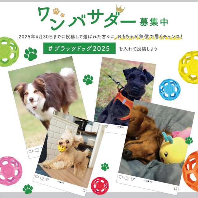 〜✩.*˚おもちゃが無償で届くチャンス!!
あなたの愛犬をプラッツの"ワン"バサダーに！♛︎✩.*˚〜
👑プラッツワンバサダー募集中 ハッシュタグキャンペーン

こんにちは、プラッツです🐾

前回の投稿でワンバサダー募集についての
お知らせをさせていただきました🌟

早速お写真を投稿してくださっているみなさま
ありがとうございます✨
どのわんちゃんのお写真も素敵なものばかりです👀

応募期間の締切まで2週間を切りましたので
改めてワンバサダー募集についてお知らせさせて
いただきます- ̗̀📣

〈応募期間〉
2025年4月4日(金)〜4月30日(水)まで

〈参加方法〉
1️⃣プラッツ商品と愛犬のお写真を撮影📸
(おもちゃ以外の商品でも対象となります✨️)

2️⃣4/30までに#プラッツドッグ2025 のハッシュタグを
つけてInstagramに投稿🤳
※ハッシュタグ名のお間違いにご注意ください⚠️

3️⃣5/9までにプラッツにてワンバサダーを選出･認定🏅
(選出された方々にDMをお送りします！)

4️⃣5/16にプラッツアカウントにてワンバサダーたちを発表🎤

👑ワンバサダーについて🐶🐾
〈任命期間〉
2025年5月〜2026年3月末まで

〈活動内容〉
1️⃣1年間プラッツの公式ワンバサダーとしてInstagramに
商品のPRをお願いします✍️(好きなタイミングで投稿OK！)

2️⃣プラッツInstagramの投稿や店頭POPに宣伝犬として使用させていただきます🐕‍🦺

〈特典〉
1️⃣発売前のプラッツ新商品を一足先にプレゼント🎁
日本中で誰よりも早く新商品が手に入る！

2️⃣年に２〜3回その他プラッツ商品をプレゼント💐‎

引き続き、みなさまの参加をお待ちしております🙌
キャンペーンについてご不明な点などございましたら
DMやコメントにてご連絡ください💬

#プラッツ
#PLATZ#platz
#ペット用品
#犬#わんこ#dog#愛犬
#猫#cat#愛猫
#わんこのいる生活
#ねこのいる生活
#いぬすたぐらむ
#ねこすたぐらむ
#ふわもこ部
#いぬのきもち#ねこのきもち
#dogstagram
#catstagram
#キャンペーン
#プレゼント
#プレゼント企画
#ワンバサダー
#アンバサダー
#アンバサダー募集中
#プラッツドッグ2025
