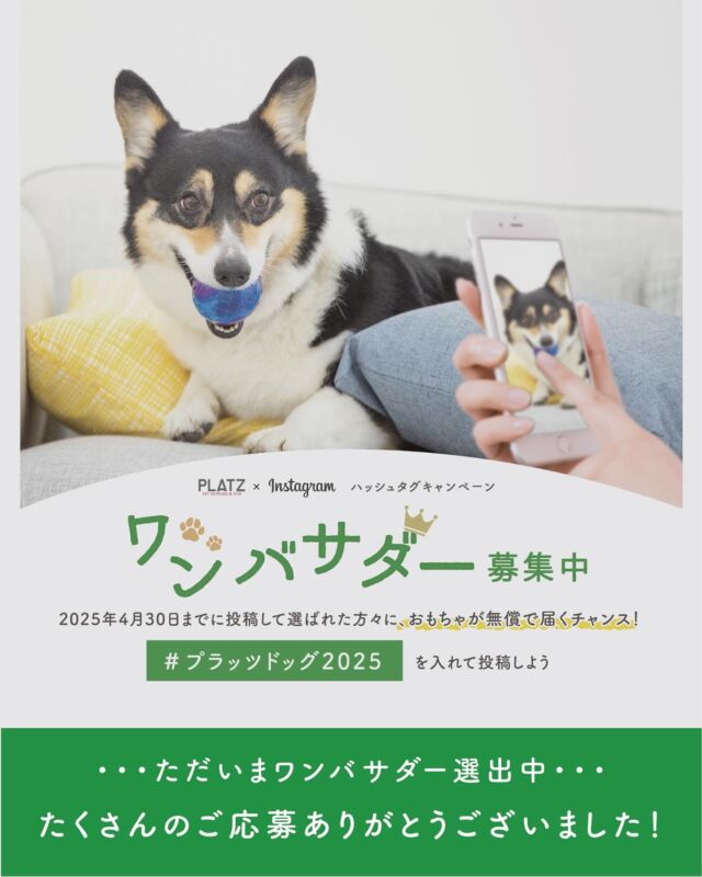 🟥🟥たくさんのご応募ありがとうございました！🟥🟥

〜✩.*˚おもちゃが無償で届くチャンス!!
あなたの愛犬をプラッツの"ワン"バサダーに！♛︎✩.*˚〜
👑プラッツワンバサダー募集中 ハッシュタグキャンペーン

こんにちは、プラッツです🐾

4月頭より応募を募集しておりました、ハッシュタグキャンペーンを昨日で締め切らせていただきました🙇‍♂️

素敵なお写真がたくさん集まり、どの投稿も楽しく拝見しております👀✨

ただいまワンバサダー選定中ですので、選出された方にはDMをお送りさせていただき、ご了承いただけましたら無事ワンバサダーとして認定となります👑

そして5月16日(金)ごろ、このアカウントにてワンバサダーのみなさまを発表させていただきます！- ̗̀📣

発表まで今しばらくお待ちください…🛌

👑ワンバサダーについて🐶🐾
〈任命期間〉
2025年5月〜2026年3月末まで

〈活動内容〉
1️⃣1年間プラッツの公式ワンバサダーとしてInstagramに
商品のPRをお願いします✍️(好きなタイミングで投稿OK！)

2️⃣プラッツInstagramの投稿や店頭POPに宣伝犬として使用させていただきます🐕‍🦺

〈特典〉
1️⃣発売前のプラッツ新商品を一足先にプレゼント🎁
日本中で誰よりも早く新商品が手に入る！

2️⃣年に２〜3回その他プラッツ商品をプレゼント💐‎

キャンペーンについてご不明な点などございましたら
DMやコメントにてご連絡ください💬

#プラッツ
#PLATZ#platz
#ペット用品
#犬#わんこ#dog#愛犬
#猫#cat#愛猫
#わんこのいる生活
#ねこのいる生活
#いぬすたぐらむ
#ねこすたぐらむ
#ふわもこ部
#いぬのきもち#ねこのきもち
#dogstagram
#catstagram
#キャンペーン
#プレゼント
#プレゼント企画
#ワンバサダー
#アンバサダー
#アンバサダー募集中
#プラッツドッグ2025