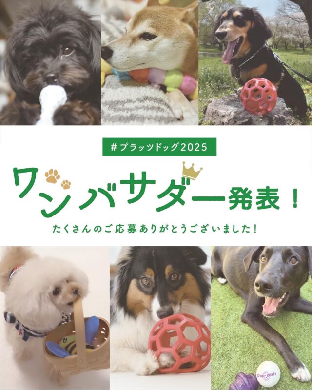 〜✩.*˚おもちゃが無償で届くチャンス!!
あなたの愛犬をプラッツの"ワン"バサダーに！♛︎✩.*˚〜
👑プラッツワンバサダー  ハッシュタグキャンペーン

こんにちは、プラッツです🐾

みなさま、大変お待たせいたしました🙇‍♂️
先日募集させていただきました、プラッツ公式ワンバサダー2025のわんちゃんが決まりましたので
ご紹介させていただきます🎤✨

選ばれたのはこちらの6名です👏

🟩プラッツ公式ワンバサダー2025👑🟩

🐶くうたくん
@kuuta2019 

🐶ロキくん
@loki___dachshund

🐶ゾディちゃん
@zody_ooo 

🐶せらちゃん
@coco.mercichan

🐶ニケちゃん
@nike_aussie_2366

🐶こじろうくん
@kjro_86

これから1年間、6名のワンバサダーのみなさまと一緒に
プラッツ商品の魅力をどんどんお伝えしていきます🐕🎉
よろしくお願いいたします🙇‍♂️

ワンバサダーに就任したわんちゃんたちをぜひ
一緒に応援してくださると嬉しいです📣✨

そして！今回たくさんのご応募をいただき
どのお写真や動画も素敵なわんちゃんばかりでした🐕🐕‍🦺
みなさま、ご参加ありがとうございました🤝

参加してくださったみなさまに、少しでもなにか
感謝をお伝えできればと思い、こっそりと
嬉しい企画を準備中です・・・💭
お楽しみに！🤫

#プラッツ
#PLATZ#platz
#ペット用品
#犬#わんこ#dog#愛犬
#猫#cat#愛猫
#わんこのいる生活
#ねこのいる生活
#いぬすたぐらむ
#ねこすたぐらむ
#ふわもこ部
#いぬのきもち#ねこのきもち
#dogstagram
#catstagram
#キャンペーン
#プレゼント
#プレゼント企画
#ワンバサダー
#アンバサダー
#プラッツドッグ2025