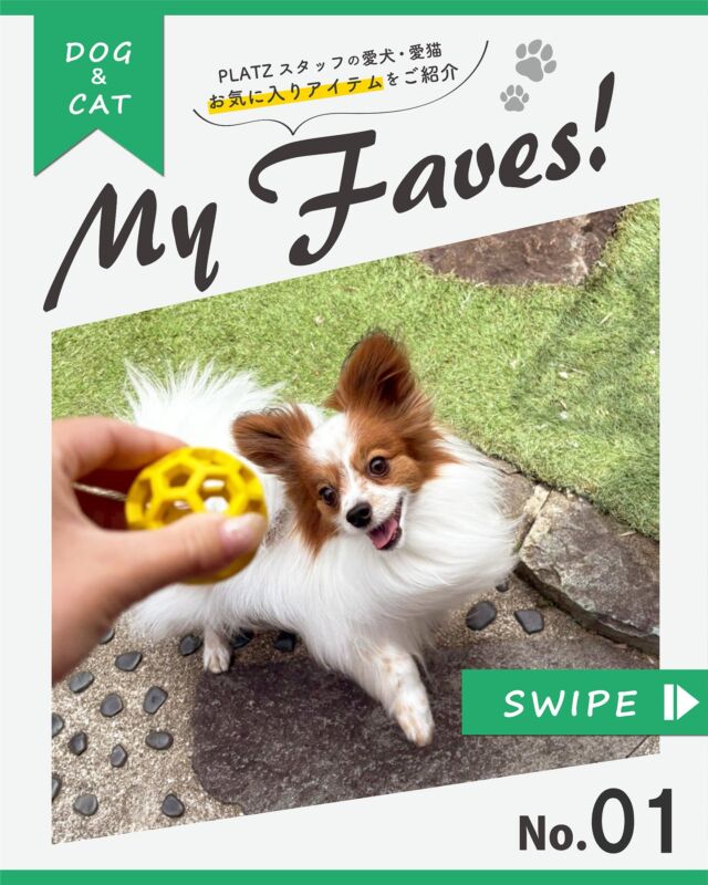 こんにちは、プラッツです🐾

🌻 Instagram 新企画🌻
PLATZスタッフ愛犬・愛猫のお気に入りアイテムをご紹介します‼︎🐕🐈

弊社では様々なブランドやカテゴリーを取り扱っているので、PLATZスタッフのペット達のお気に入りも多種多様です🌟

その子ならではのお気に入りポイントもご紹介しているので、是非覗いてみてください👀🤍

第1回は営業部2年目スタッフの愛犬が大好きなおもちゃをご紹介!💝

おもちゃのこだわりは強めかつ破壊魔なパピヨン達ですが…そんな２匹が大好きなのはホーリーローラーボールです🐶✨

ホーリーローラーボールが大好きすぎるのがきっかけで飼い主はPLATZに入社したと言っても過言ではありません笑

色んな遊び方ができ、画像でお気に入りの使い方をご紹介しているので真似してみてくださると嬉しいです💭🥰

続々とPLATZスタッフのペット達のお気に入りを紹介していくのでお楽しみに!!♪

是非みなさまのペット達のお気に入りPLATZ商品も
#プラッツphoto  で教えてください🥳🌟

#プラッツお気に入り紹介
#プラッツ
#PLATZ #platz
#ペット用品
#犬#わんこ#dog#愛犬
#猫#cat#愛猫
#わんこのいる生活
#ねこのいる生活
#いぬすたぐらむ
#ねこすたぐらむ
#ふわもこ部
#いぬのきもち#ねこのきもち
#dogstagram
#catstagram
#プラッツ商品紹介
#犬のおもちゃ
#ホーリーローラーボール#jw